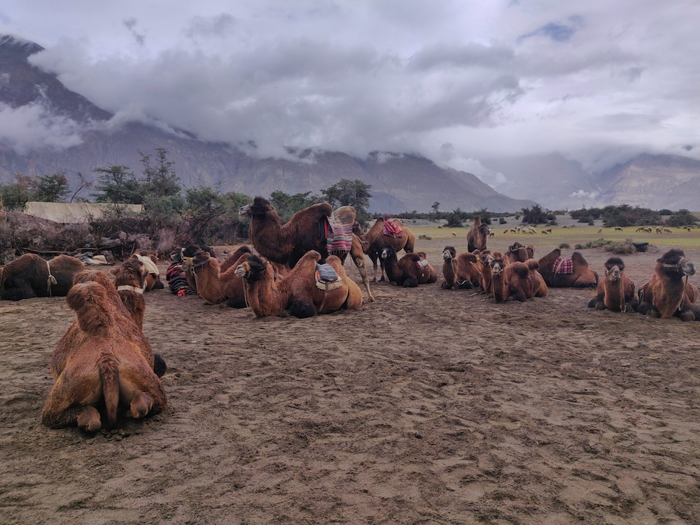 Hunder Camels Nubra Valley